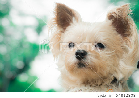 見つめるわんこ 54812808
