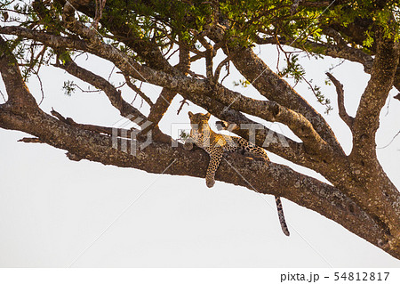 Leopard rests in a tree after meal Leopard rests in a tree after meal 54812817