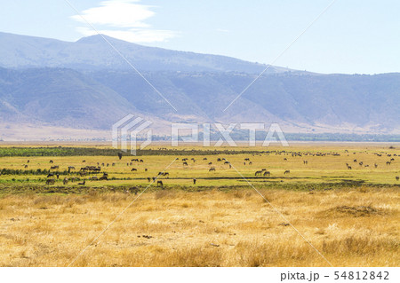 Herds of wild animals grazing in Ngorongoro Herds of wild animals grazing in Ngorongoro 54812842
