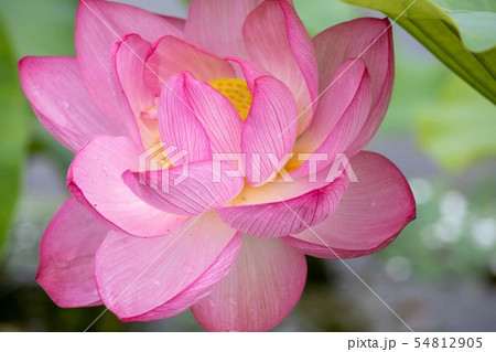 ハスの花 54812905
