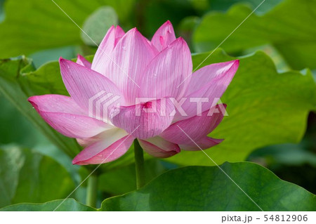 ハスの花 54812906