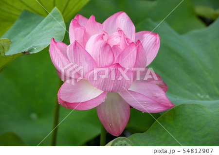ハスの花 ハスの花 54812907