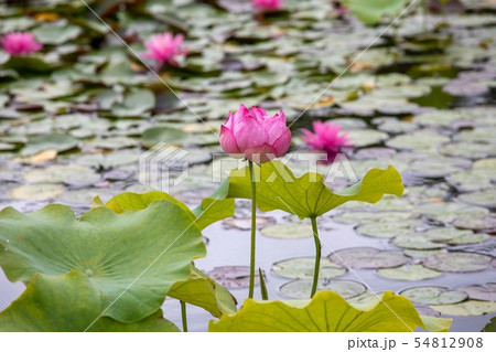 ハスの花 ハスの花 54812908