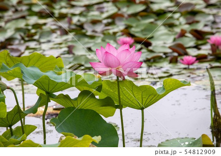 ハスの花 ハスの花 54812909
