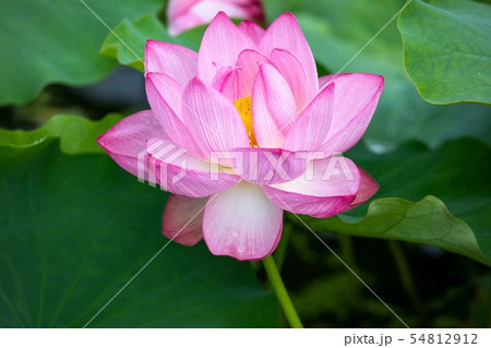 ハスの花 ハスの花 54812912