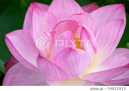 ハスの花 ハスの花 54812913
