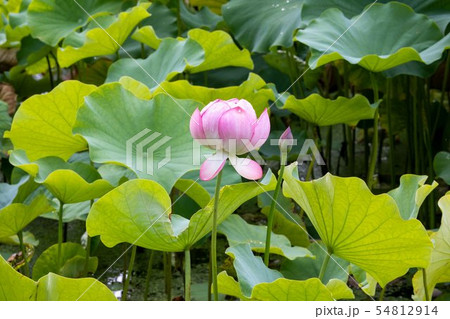 ハスの花 54812914