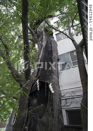 熊野神社の火伏のイチョウ （横浜市神奈川区東神奈川） 54812948
