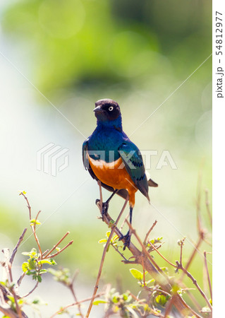 畓数扲匠慴汲湩⁧楢摲椠⁮慔穮湡慩� 54812977