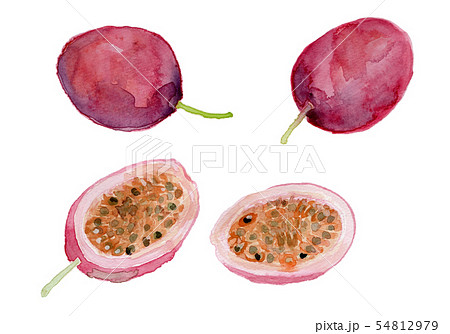 Passiflora edulis パションフルーツ 54812979