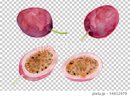 Passiflora edulis パションフルーツ 54812979