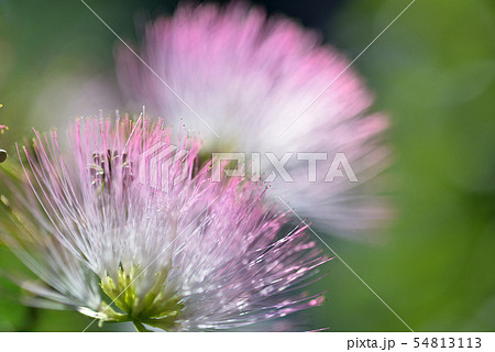 ネムノキ 54813113