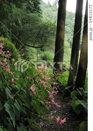 塚越の秋海棠 54813172