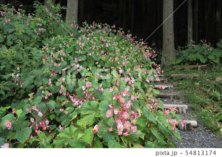 塚越の秋海棠 54813174