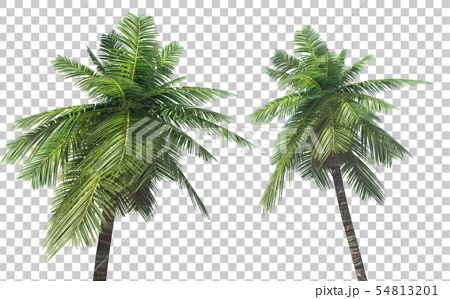 棕櫚樹 背景透明 插圖素材 圖庫