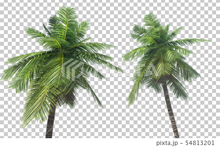 Palm Tree Background Transparent Stock Illustration