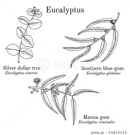 Silver dollar tree, manna gum and southern blue-gum eucalyptus set 54813224