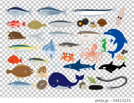 Seafood illustration set 54813235