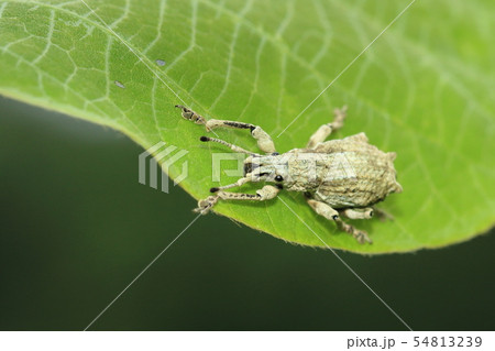 シロコブゾウムシ 54813239