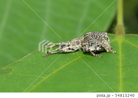 シロコブゾウムシ 54813240