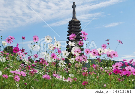 般若寺の十三重石塔とコスモス 般若寺の十三重石塔とコスモス 54813261