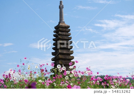 般若寺の十三重石塔とコスモス 54813262
