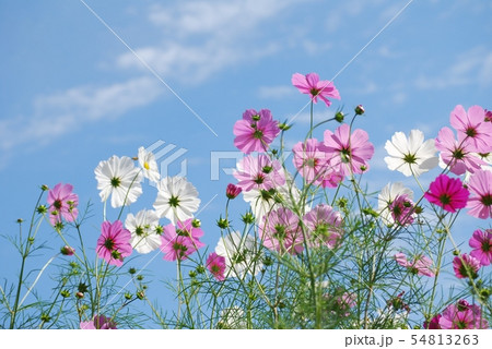 般若寺のコスモス 般若寺のコスモス 54813263