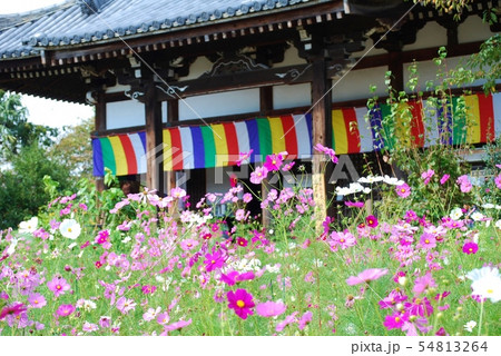 般若寺の本堂とコスモス 54813264