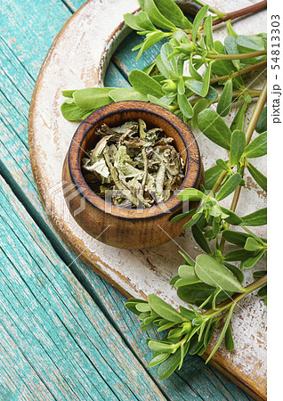 Portulaca oleracea leaves 54813303