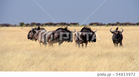 Blue wildebeest in Etosha National Park, Namibia. 54813972
