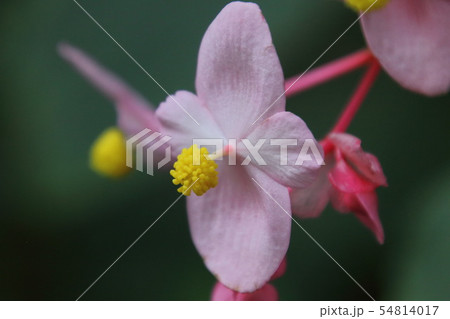 塚越の秋海棠 54814017