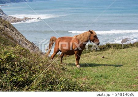 horses pasturing Layers of flysch in Zumaia, Playa de Sakoneta, Spain 54814036