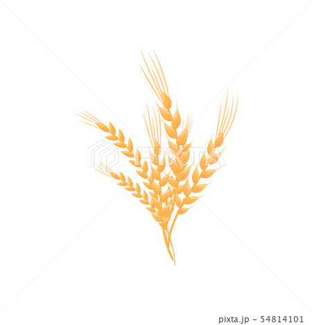 Bouquet of cornice bushes. Vector illustration on white background. 54814101