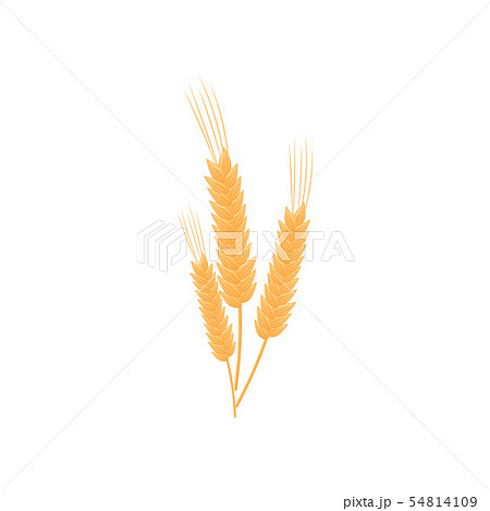 Three realistic stalks of wheat. Vector illustration on white background. Three realistic stalks of wheat. Vector illustration on white background. 54814109