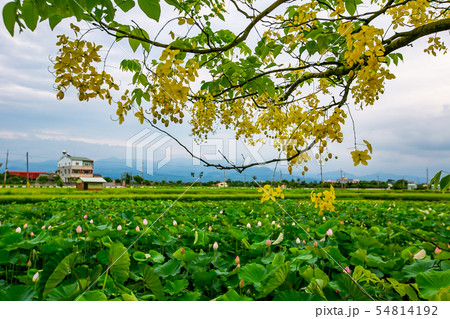 アジア人 アジアン アジア風 54814192