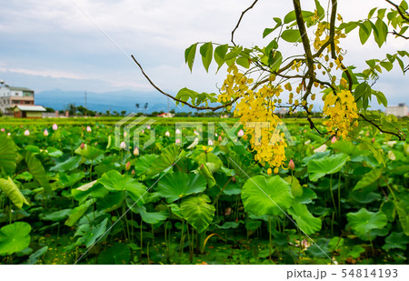 アジア人 アジアン アジア風 54814193