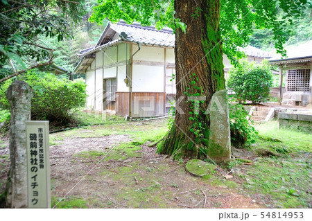 磯前神社のイチョウ 磯前神社のイチョウ 54814953