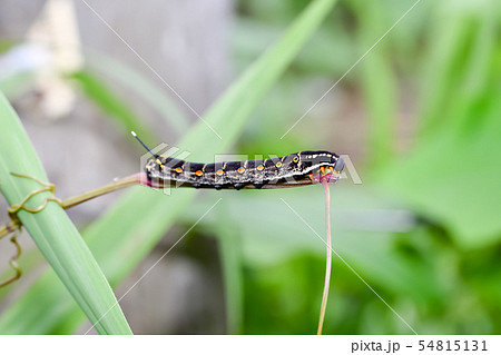 セスジスズメの幼虫 54815131