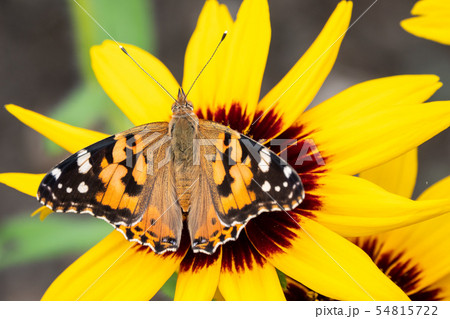 Butterfly Vanessa cardui sits on a yellow flower 54815722