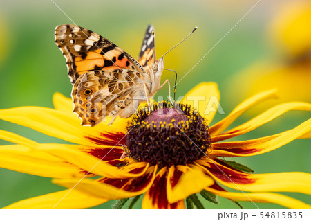 Butterfly Vanessa cardui sits on a yellow flower Butterfly Vanessa cardui sits on a yellow flower 54815835