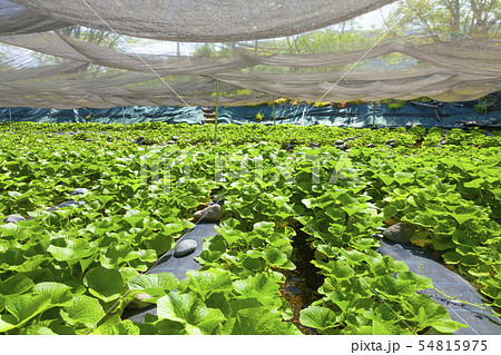わさび田の風景、長野県安曇野市にて 54815975