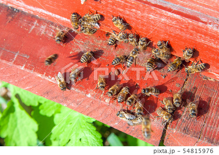 Swarming bees at the entrance of old beehive in 54815976