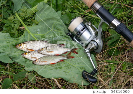 Several common rudd fish on natural background. Several common rudd fish on natural background. 54816000