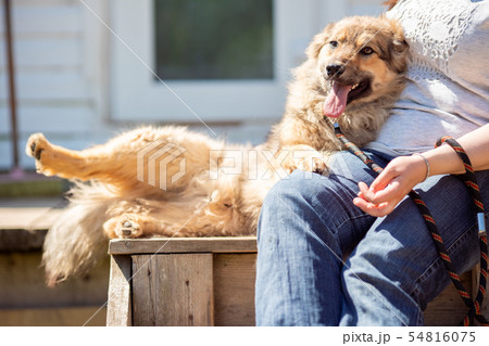 Photo of dog with open mouth and woman in jeans sitting on wooden bench against background of white Photo of dog with open mouth and woman in jeans sitting on wooden bench against background of white 54816075
