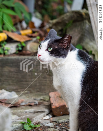 wild cat, closeup portrait photography wild cat, closeup portrait photography 54816388