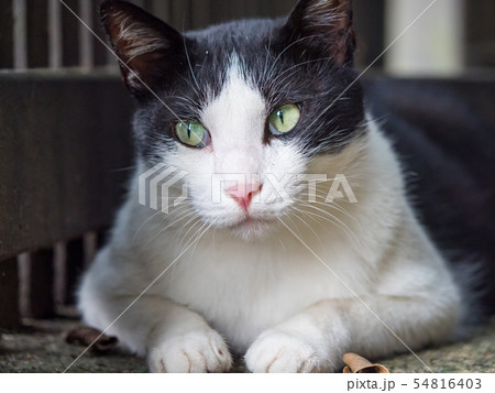 wild cat, closeup portrait photography wild cat, closeup portrait photography 54816403