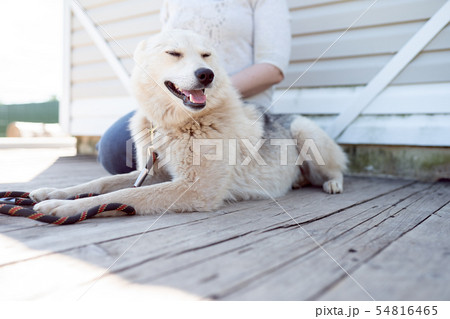 Photo of dog with collar and leash looking to side and woman near white wooden wall on street 54816465