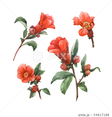 Watercolor pomegranate flowers Watercolor pomegranate flowers 54817188
