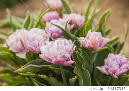 tulips field agriculture holland 54817385