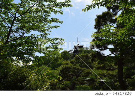 森林公園 森林公園 54817826